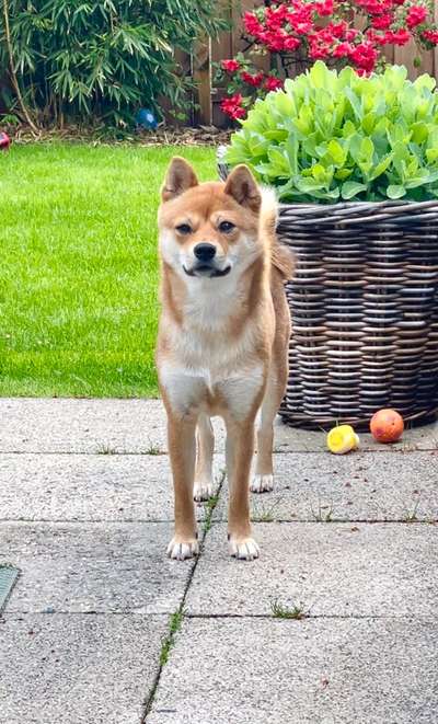 Shiba Inu und andere japanische Rassen!-Beitrag-Bild