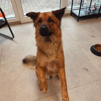 TierschutzhundeStammtisch🐕-Beitrag-Bild
