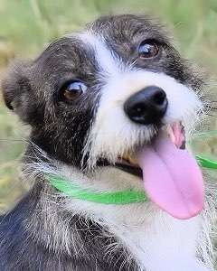 Tierschutzhunde suchen ein Zuhause-Beitrag-Bild