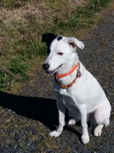 Unsere Fellnasen-Vielfalt im Überblick!-Beitrag-Bild