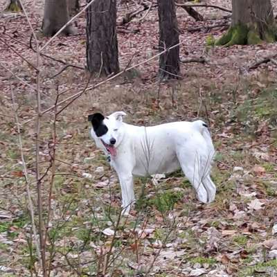 TierschutzhundeStammtisch🐕-Beitrag-Bild