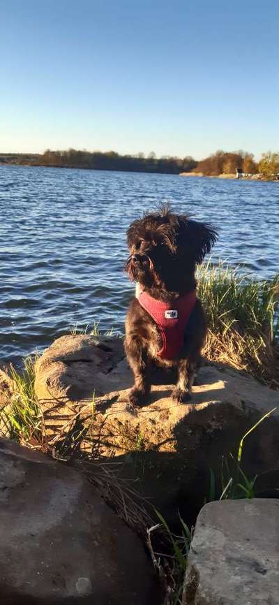 Dogorama Photo Challenge - schönster Gassiausblick-Beitrag-Bild