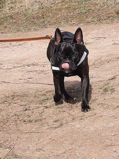 Die Dogorama Wochen Challenge: “Regenspaziergänge"-Beitrag-Bild