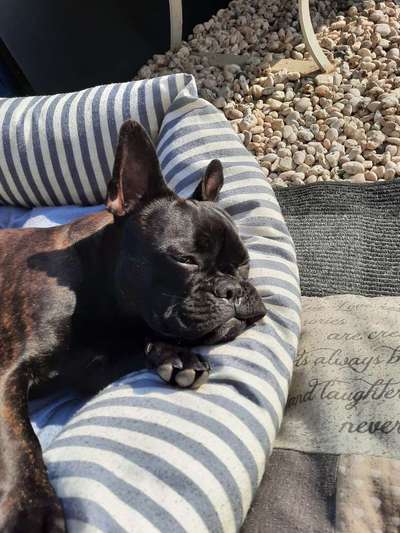 Die Dogorama Kalender Challenge 4/4-Beitrag-Bild