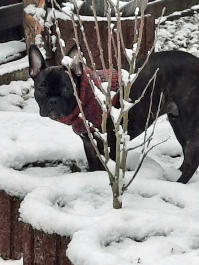 Die Dogorama Kalender Challenge Teil 3/4-Beitrag-Bild