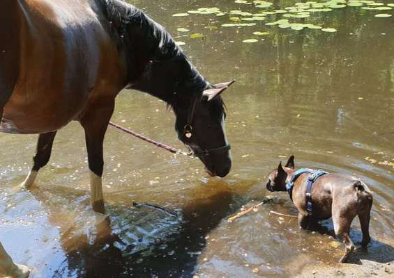 Dogorama Photo Challenge - Fail/Outtakes-Beitrag-Bild