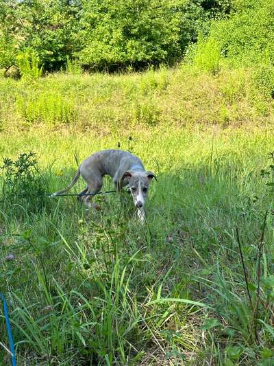 Hundetreffen-Spielfreund für 4 Monate alten Whippet gesucht-Bild