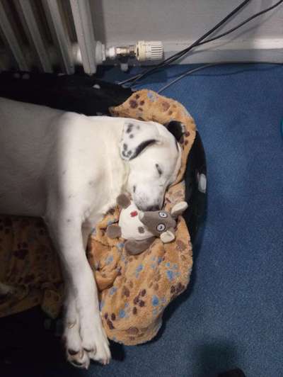 52. Collagenchallenge: Dein Hund im Sonnenschein-Beitrag-Bild