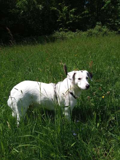 39. Collagen Challenge - Dein Hund auf einer Wiese-Beitrag-Bild