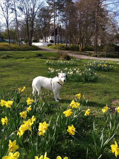 47. Collage Challenge - Sag's mit Blumen-Beitrag-Bild