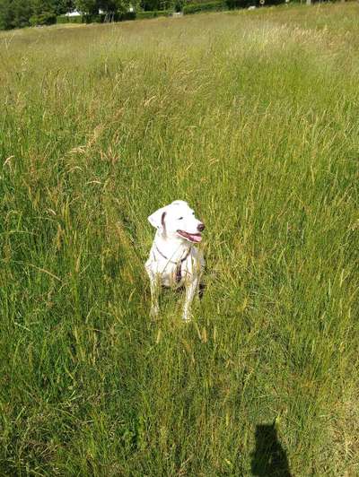 39. Collagen Challenge - Dein Hund auf einer Wiese-Beitrag-Bild