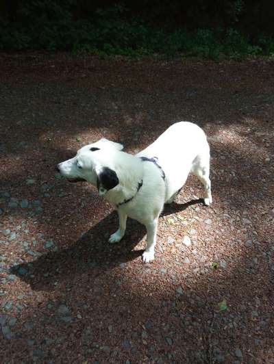 52. Collagenchallenge: Dein Hund im Sonnenschein-Beitrag-Bild