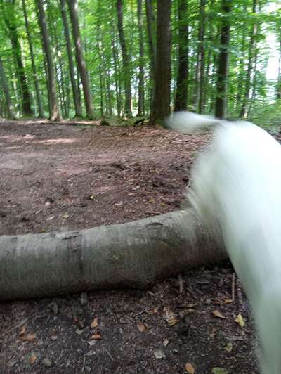 61. Handyfotochallenge - der springende Hund-Beitrag-Bild