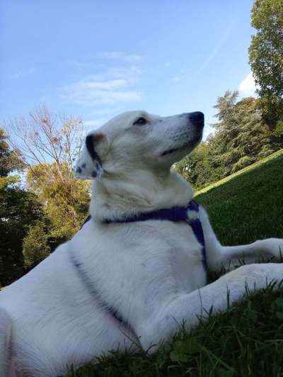 156. Fotochallenge *** DEIN HUND UND DIE WUNDERSCHÖNEN WOLKEN ***-Beitrag-Bild