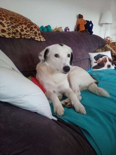 Wie kamst du zu deinem Hund?-Beitrag-Bild