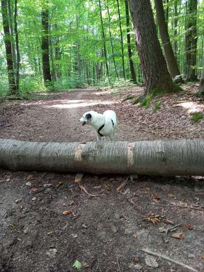 61. Handyfotochallenge - der springende Hund-Beitrag-Bild