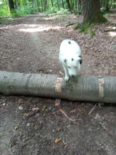 61. Handyfotochallenge - der springende Hund-Beitrag-Bild