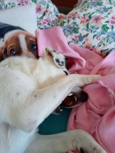 17. Farben Foto Challenge: Pastellfarben-Beitrag-Bild