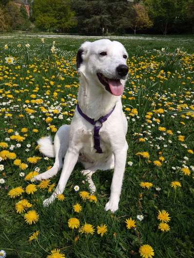 39. Collagen Challenge - Dein Hund auf einer Wiese-Beitrag-Bild