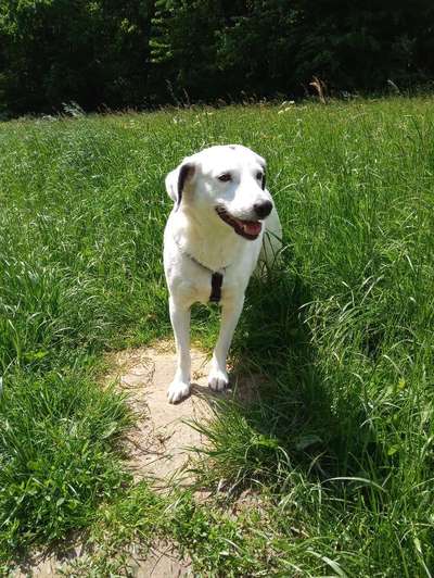 39. Collagen Challenge - Dein Hund auf einer Wiese-Beitrag-Bild