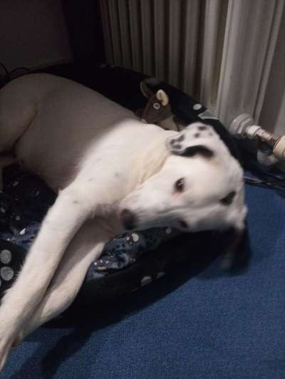 42. Collage Challenge - Ruheplatz-Beitrag-Bild