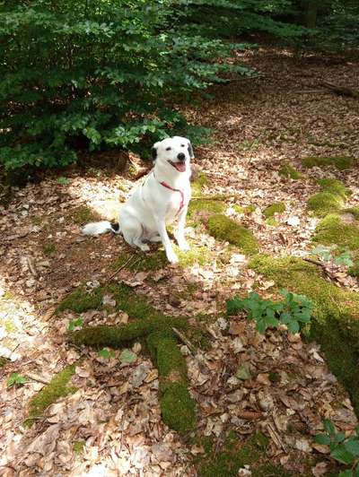 Foto -Challenge  Thema : Dein Hund Im Wald-Beitrag-Bild