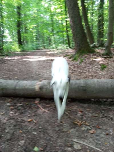 61. Handyfotochallenge - der springende Hund-Beitrag-Bild