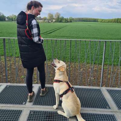 Hundetreffen-Sozial Walks/gemeinsame Spiel und Lern-Spaziergänge-Profilbild