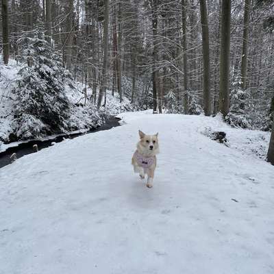 Hundetreffen-Gassi-/Spieltreff-Bild