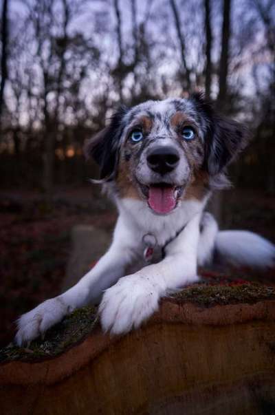 Die Dogorama Kalender Challenge Titelbild-Beitrag-Bild