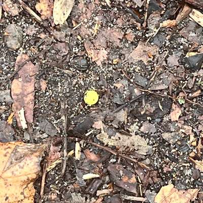 Giftköder-Rattengift?!-Bild