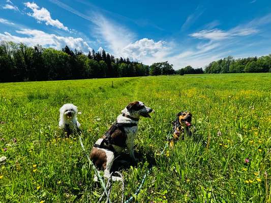 Hundetreffen-Gemeinsam Gassi gehen-Bild