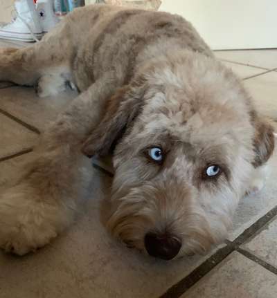 Aussiedoodles.-Beitrag-Bild