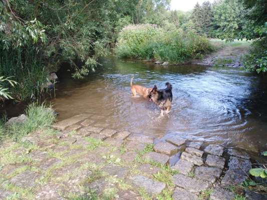 Hundeschwimmen-Beitrag-Bild