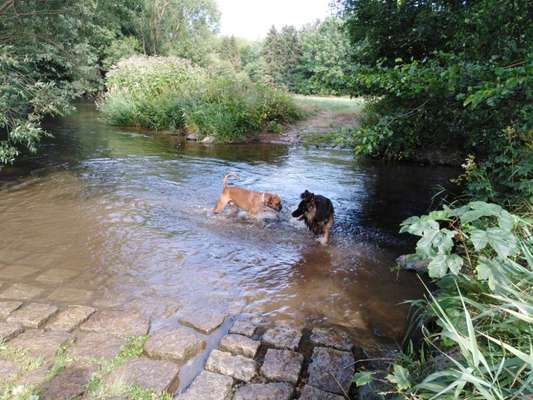 Hundeschwimmen-Beitrag-Bild