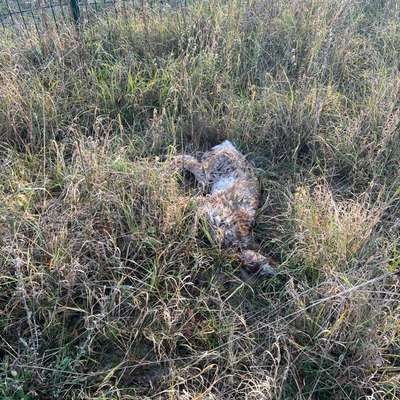 Giftköder-Totes Reh-Bild