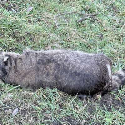 Giftköder-Toter Waschbär-Bild