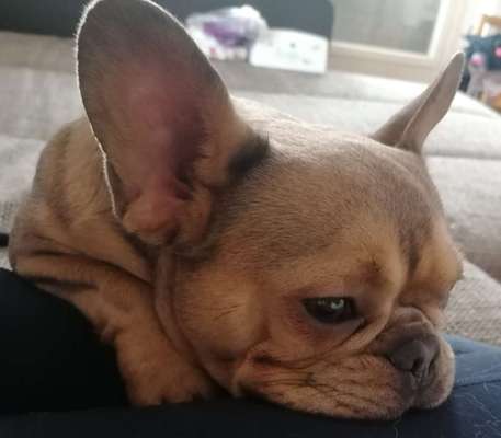 Zeigt her eure Frenchi-Beitrag-Bild