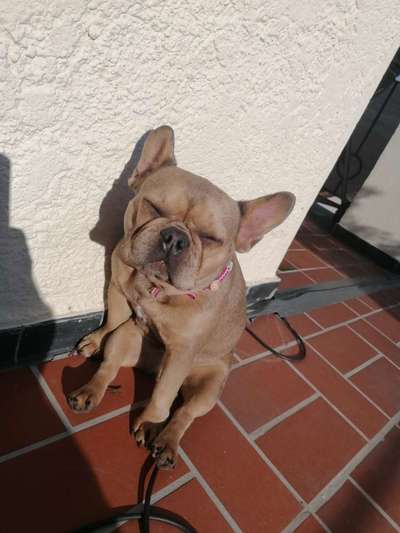 Zeigt her eure Frenchi-Beitrag-Bild