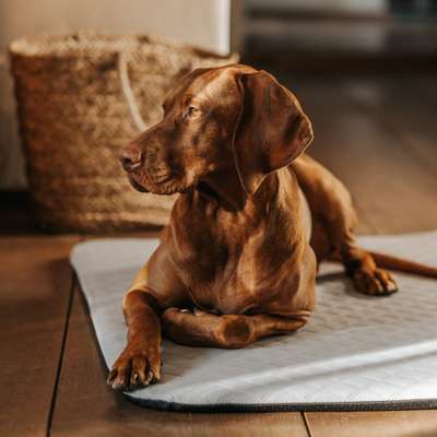 %{de_profession_title}-Isomatte L | Cooling | Grau Aqua-Bild