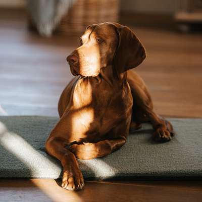 %{de_profession_title}-Isomatte L | Teddy Bezug | Olivgrün-Bild