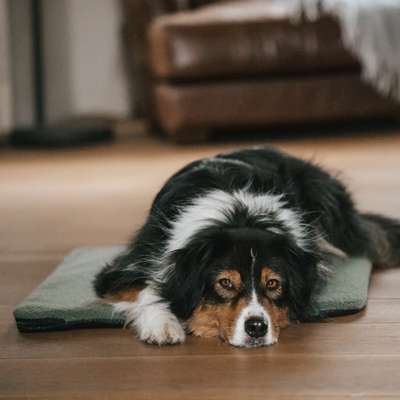 %{de_profession_title}-Isomatte M | Teddy Bezug | Olivgrün-Bild