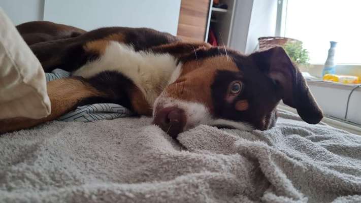 Berner Sennen-Beitrag-Bild