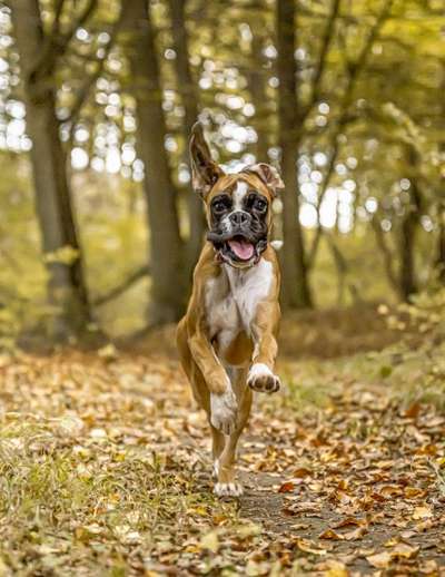 Deutsche Boxer-Beitrag-Bild