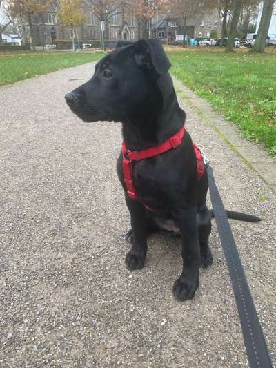 Hundetreffen-Lilly sucht Spielfreunde-Bild