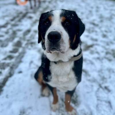 Hundetreffen-Social Walk (angeleint)-Bild