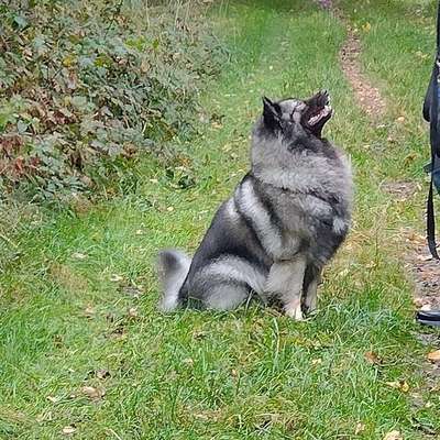 Hundetreffen-Gemeinsamer spaziergang-Bild