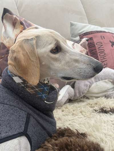 Tierschutzhunde suchen ein Zuhause-Beitrag-Bild