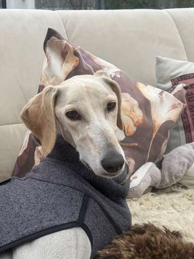 Tierschutzhunde suchen ein Zuhause-Beitrag-Bild