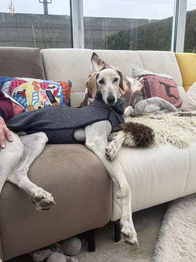 Tierschutzhunde suchen ein Zuhause-Beitrag-Bild